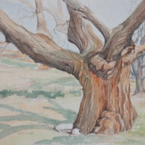 Paisajes arboles 72