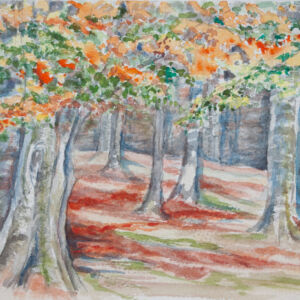 Paisajes bosques 24